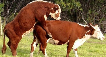 Jak zjistit, zda kráva loví?